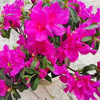 Pink Green Azalea Flower seeds for Planting Cut Flower Favorite Heirloom & GMO Free Seeds for Home Garden