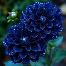 Blue Pompon Dahlia Flower seeds for Planting - Shade Tolerant, Heirloom & GMO Free Seeds for Home Garden