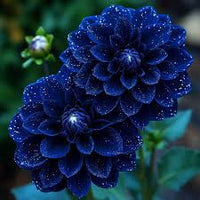 Blue Pompon Dahlia Flower seeds for Planting - Shade Tolerant, Heirloom & GMO Free Seeds for Home Garden
