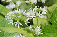 Ursinum Flower seeds for Planting - Fragrant Blossoms, Heirloom & GMO Free Seeds for Home Garden