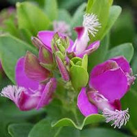 September Bush Flower seeds for Planting Cottage Garden Essential Heirloom & GMO Free Seeds for Home Garden