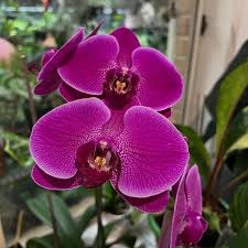 Purple Phalaenopsis Orchid Flower seeds for Planting Seasonal Bloomer Heirloom & GMO Free Seeds for Home Garden