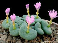 Conophytum Flower seeds for Planting - Long Bloom Season, Heirloom & GMO Free Seeds for Home Garden