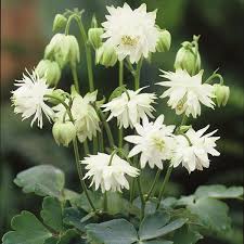 Aquilegia Lace Flower seeds for Planting - Compact Growth, Heirloom & GMO Free Seeds for Home Garden