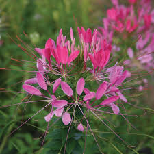 Pink Spiny Spider Flower seeds for Planting - Drought Tolerant, Heirloom & GMO Free Seeds for Home Garden