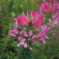 Pink Spiny Spider Flower seeds for Planting - Drought Tolerant, Heirloom & GMO Free Seeds for Home Garden