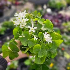 White Oxalis Laciniata Flower Seeds for Planting Shade Tolerant Heirloom & GMO Free Seeds for Home Garden
 
 Sale
