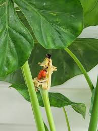 Leaf Alocasia Flower seeds for Planting - Vibrant Colors, Heirloom & GMO Free Seeds for Home Garden