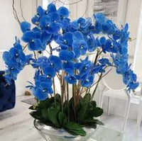 Blue Cymbidium Flower Seeds for Planting
