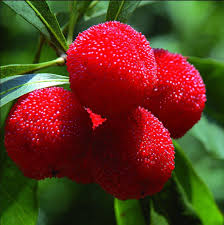 Planting Guide for Arbutus Fruit Seeds