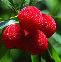 Planting Guide for Arbutus Fruit Seeds