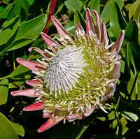 Pink White Protea Flower seeds for Planting - Wildflower Mix, Heirloom & GMO Free Seeds for Home Garden
