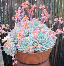 Echeveria Flowering Flower seeds for Planting - Vibrant Colors, Heirloom & GMO Free Seeds for Home Garden