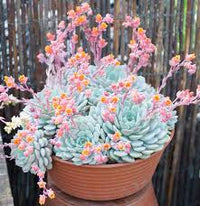 Echeveria Flowering Flower seeds for Planting - Vibrant Colors, Heirloom & GMO Free Seeds for Home Garden
