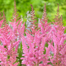 Baby Pink Astilbe Flower Seeds – Long Bloom Season Heirloom & NonGMO Seeds for Home Garden
 
 Sale