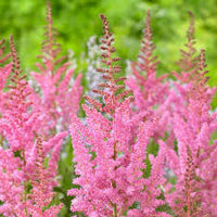 Baby Pink Astilbe Flower Seeds – Long Bloom Season Heirloom & NonGMO Seeds for Home Garden
 
 Sale