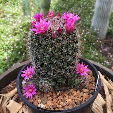Samen Kakteen Flower seeds for Planting Sun Loving Heirloom & GMO Free Seeds for Home Garden