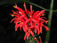 Red Pachystachys Flower seeds for Planting - Perfect for Borders, Heirloom & GMO Free Seeds for Home Garden