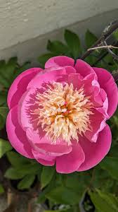Pink Yellow Walter Mains Flower Seeds for Planting Long Bloom Season Heirloom & GMO Free Seeds for Home Garden  Sale