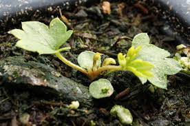 Blutwurzel Blutwurz Flower Seeds for Planting in Flower Bed