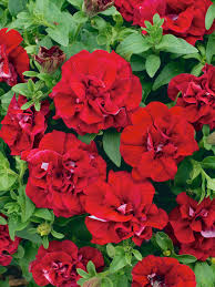Burgundy Petunia Double Madness Flower seeds for Planting - Premium Quality, Heirloom & GMO Free Seeds for Home Garden