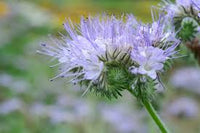 Phacelia Flower seeds for Planting Vibrant Colors Heirloom & GMO Free Seeds for Home Garden