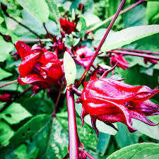 Roselle Flower seeds for Planting - Low Maintenance, Heirloom & GMO Free Seeds for Home Garden
