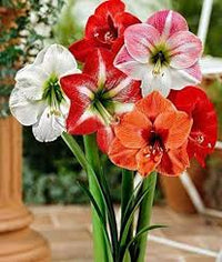 Hippeastrum Flower seeds for Planting - Wildflower Mix, Heirloom & GMO Free Seeds for Home Garden
