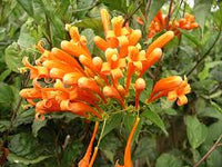 Yellow Pyrostegia Venusta Seeds Flower seeds for Planting Perfect for Borders Heirloom & GMO Free Seeds for Home Garden