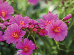 Lewisia Flower seeds for Planting - Colorful Display, Heirloom & GMO Free Seeds for Home Garden