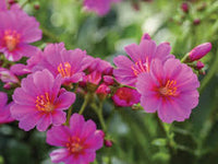 Lewisia Flower seeds for Planting - Colorful Display, Heirloom & GMO Free Seeds for Home Garden