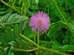 Mixed Mimosa Pudica Flower seeds for Planting - Vibrant Colors, Heirloom & GMO Free Seeds for Home Garden