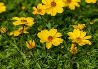 Yellow Bidens Flower Garden Planting - Seeds for Colorful Floral Arrangements