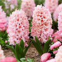 Light Pink Hyacinth Flower seeds for Planting - Easy to Grow, Heirloom & GMO Free Seeds for Home Garden
