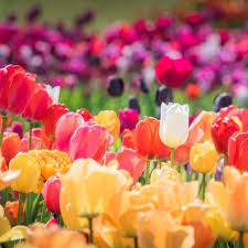 Tulips Flower seeds for Planting - Long Bloom Season, Heirloom & GMO Free Seeds for Home Garden