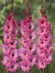 Baby Pink Red Gladiolus Flower Seeds for Planting Long Bloom Season Heirloom & GMO Free Seeds for Home Garden
 
 Sale