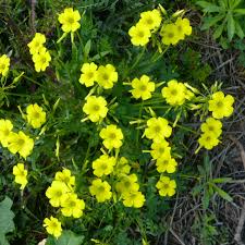 Heirloom Oxalis Flower seeds for Planting Drought Tolerant Heirloom & GMO Free Seeds for Home Garden