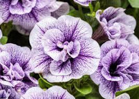 Light Violet Double Petal Petunia Seeds, Heirloom Non-GMO Fragrant Flowers for Home Garden