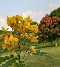 Erythrina Crista Galli Yellow Flower Seeds  Ideal for Planting