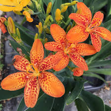 Blackberry Lilly Flower seeds for Planting Premium Quality Heirloom & GMO Free Seeds for Home Garden 
 
 Sale