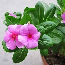 Catharanthus Flower seeds for Planting Garden Favorite Heirloom & GMO Free Seeds for Home Garden