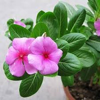 Catharanthus Flower seeds for Planting Garden Favorite Heirloom & GMO Free Seeds for Home Garden
