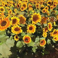 Yellow Brown Sunflower Seeds for Planting Seasonal Bloomer Heirloom & GMO Free Seeds for Home Garden
 
 Sale