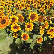Yellow Brown Sunflower Seeds for Planting Seasonal Bloomer Heirloom & GMO Free Seeds for Home Garden
 
 Sale