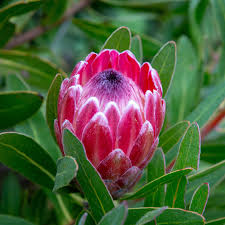 Protea Flower seeds for Planting - Perfect for Borders, Heirloom & GMO Free Seeds for Home Garden