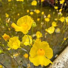 Bladderwort Flower Seeds for Planting  Grow Unique Aquatic Blooms