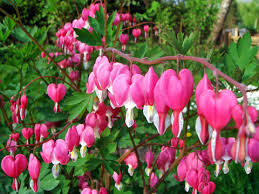 Light Pink Heart Flower Seeds for Planting Low Maintenance Heirloom & GMO Free Seeds for Home Garden
 
 Sale