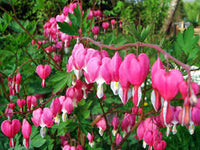 Light Pink Heart Flower Seeds for Planting Low Maintenance Heirloom & GMO Free Seeds for Home Garden
 
 Sale