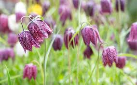 Fritillaria Flower seeds for Planting - Colorful Display, Heirloom & GMO Free Seeds for Home Garden