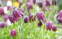 Fritillaria Flower seeds for Planting - Colorful Display, Heirloom & GMO Free Seeds for Home Garden